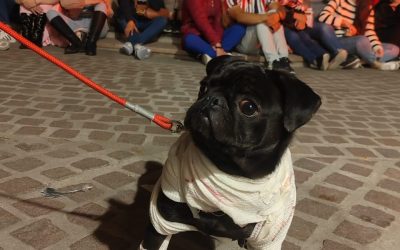 Festival de las Almas: Concurso de Disfraces de Mascotas en Salvatierra Promueve Apoyo a Animales en Situación de Abandono