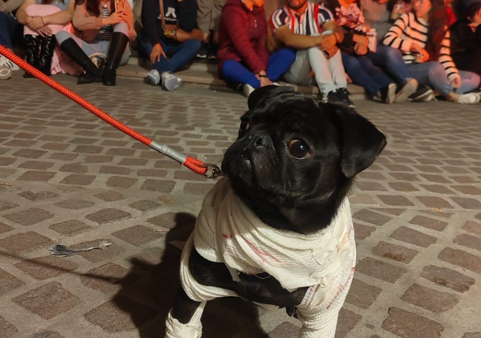 Festival de las Almas: Concurso de Disfraces de Mascotas en Salvatierra Promueve Apoyo a Animales en Situación de Abandono